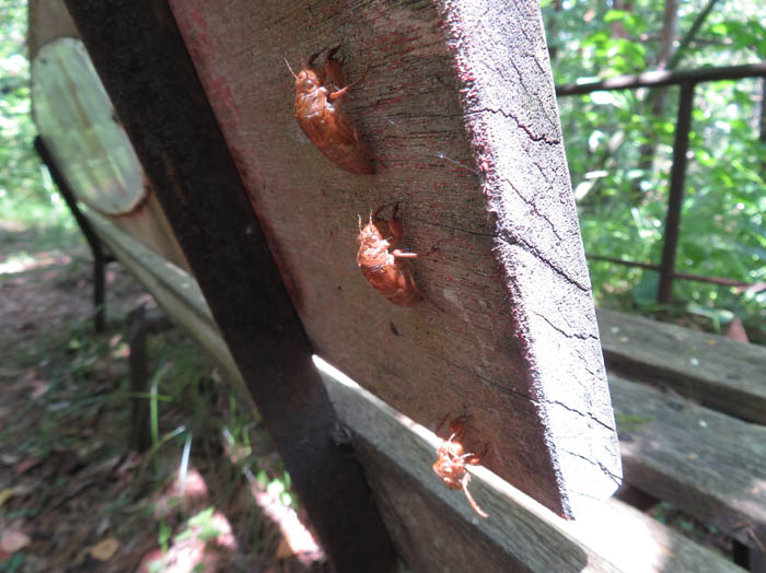 セミの抜け殻３兄弟：地附山