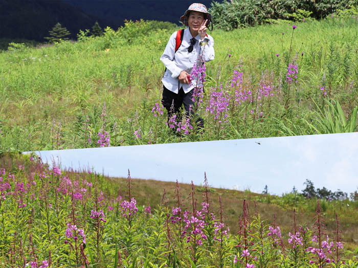 photo：ヤナギランがいっぱい：志賀高原