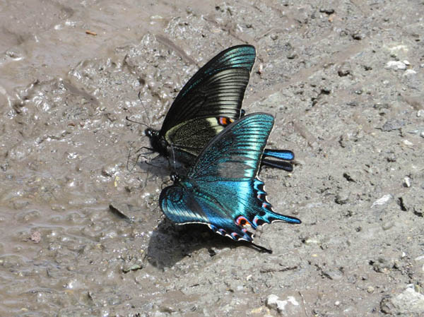 photo：ミヤマカラスアゲハ（成虫）戸隠高原