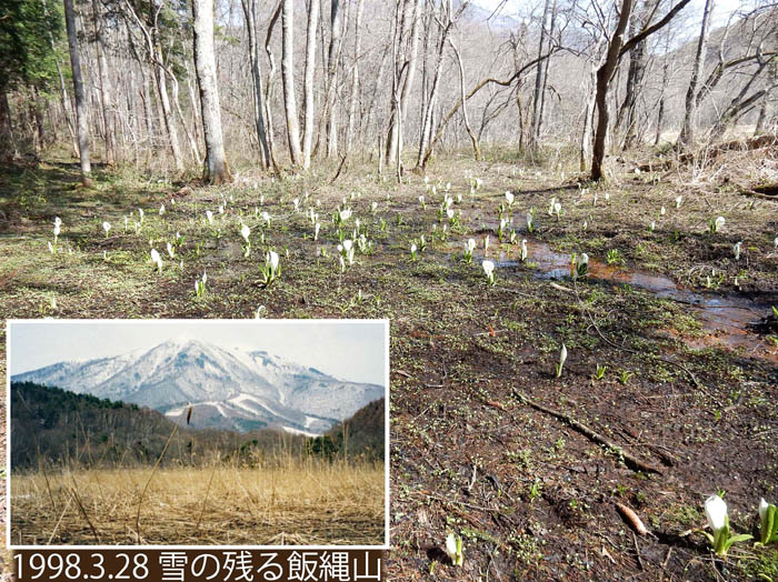 写真12水芭蕉が咲き出した大谷地湿原