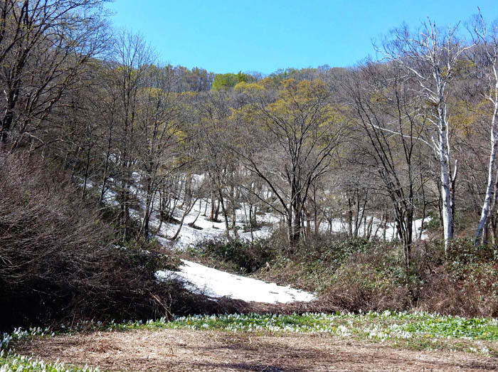 写真14残雪と水芭蕉