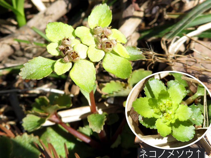 写真20ボタンネコノメソウ