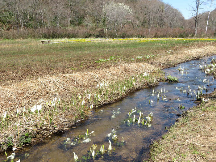 写真22流れに揺れる水芭蕉