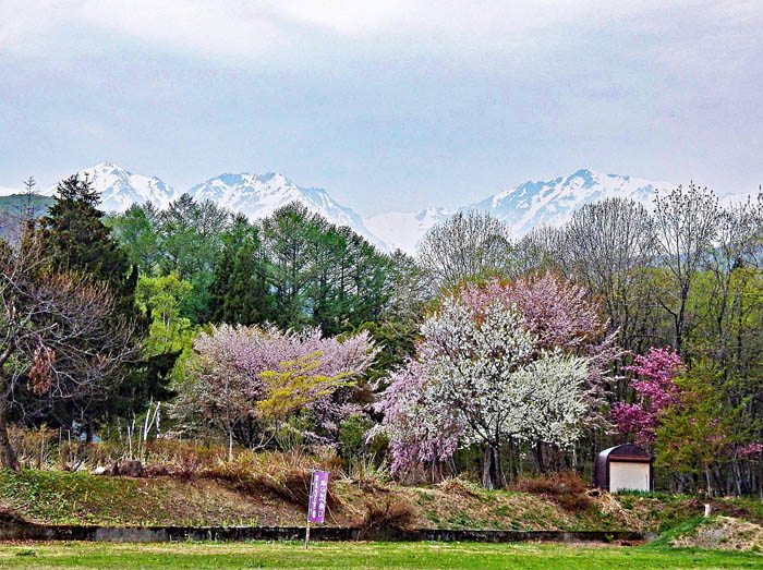 写真1塩の道祭りの幟と白馬三山