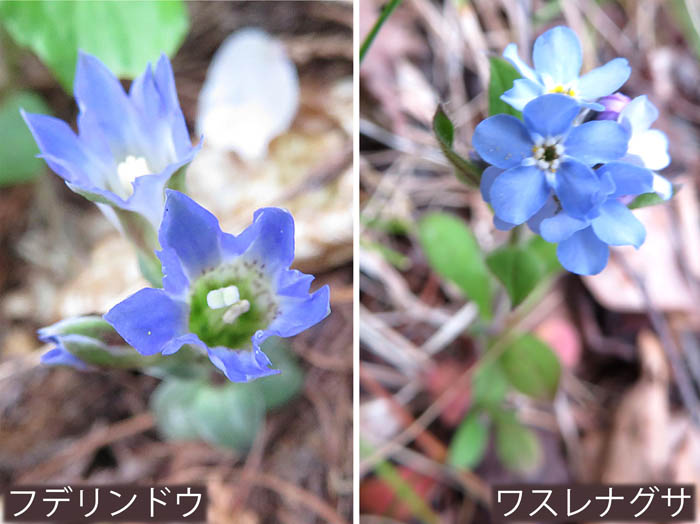 写真13フデリンドウ,ワスレナグサ
