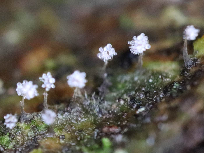 不明生物：戸隠高原