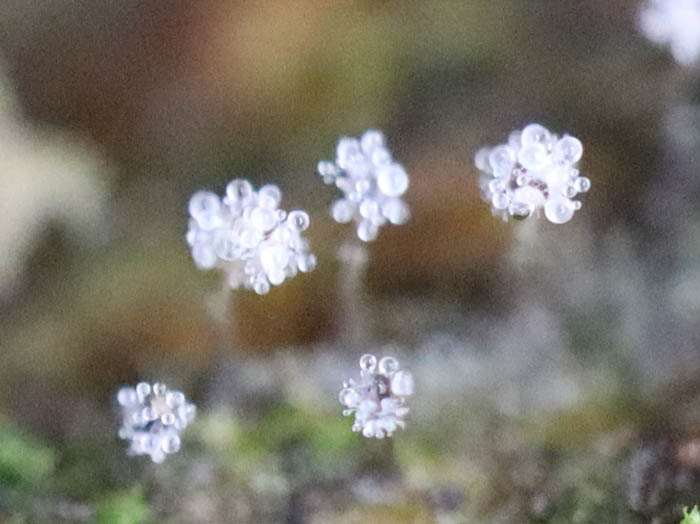 不明生物：戸隠高原