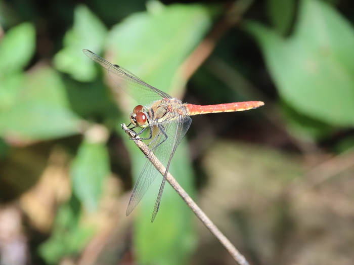 アキアカネ？：地附山