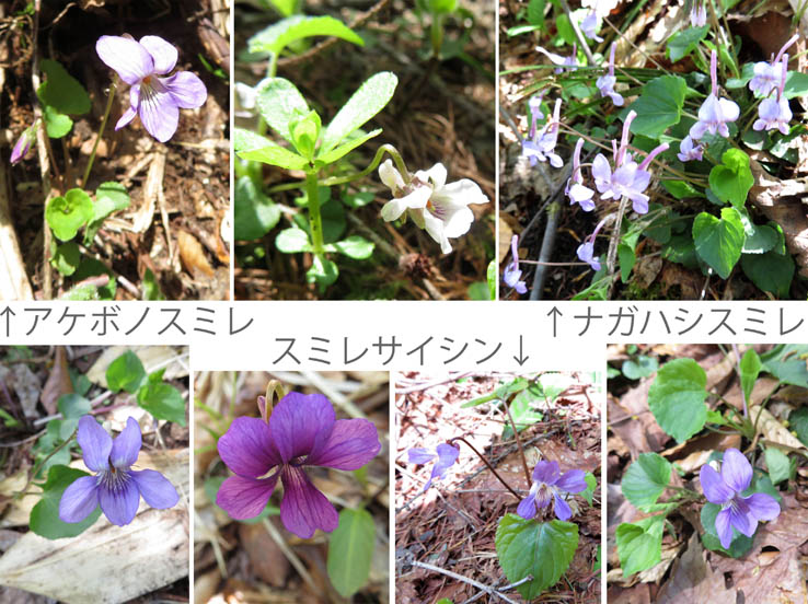 写真13名前がわからないスミレたち