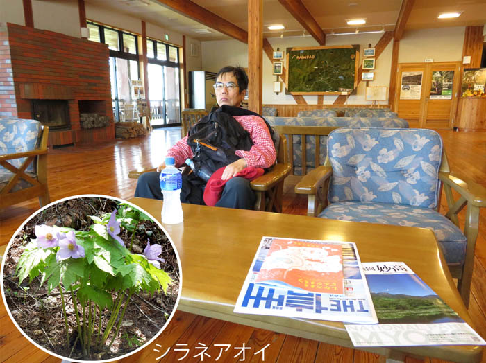 写真16斑尾高原山の家で,シラネアオイ