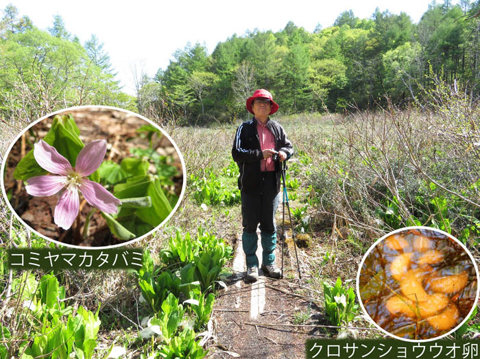 写真7コミヤマカタバミ,クロサンショウウオの卵,袴湿原にて