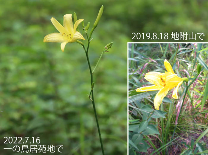 photo：ユウスゲの花：地附山,一の鳥居苑地