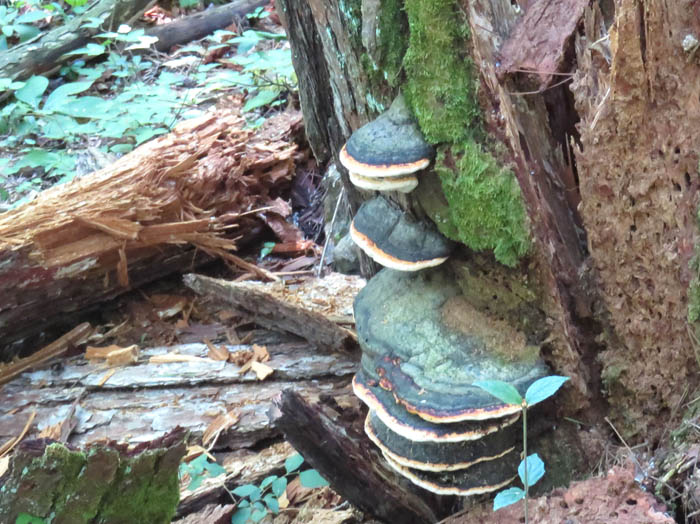 photo：ツガサルノコシカケ：地附山