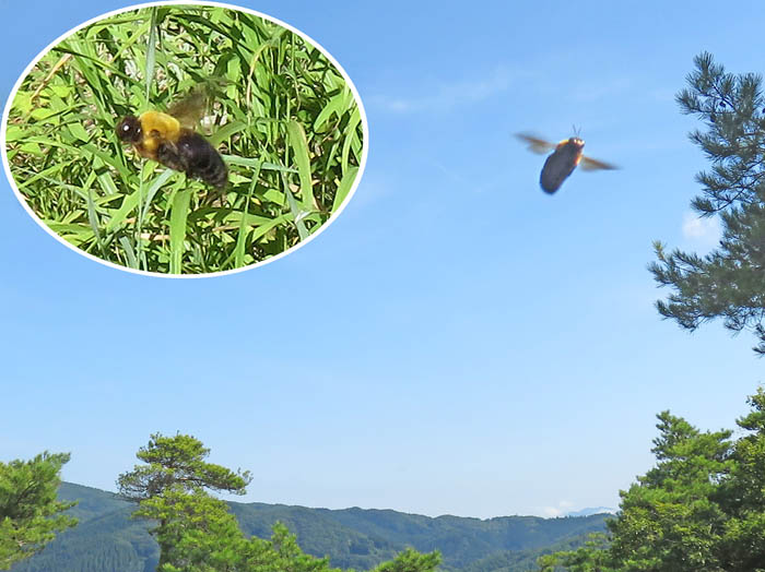 photo：山頂のクマンバチ：地附山