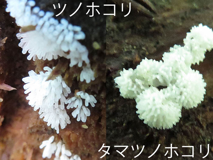 photo：ツノホコリ：地附山