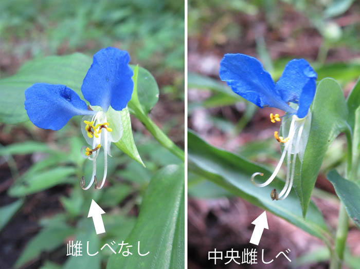 photo：ツユクサの花雌蕊有りと無し：地附山