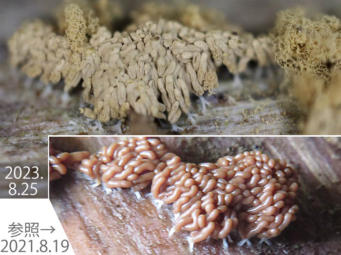 photo：ウツボホコリ未熟子実体からの変化：地附山