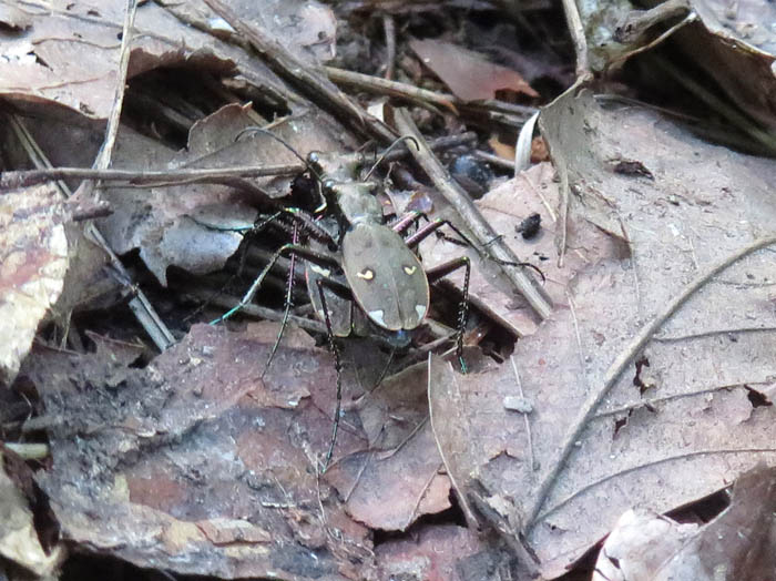 photo：マガタマハンミョウの交尾：地附山