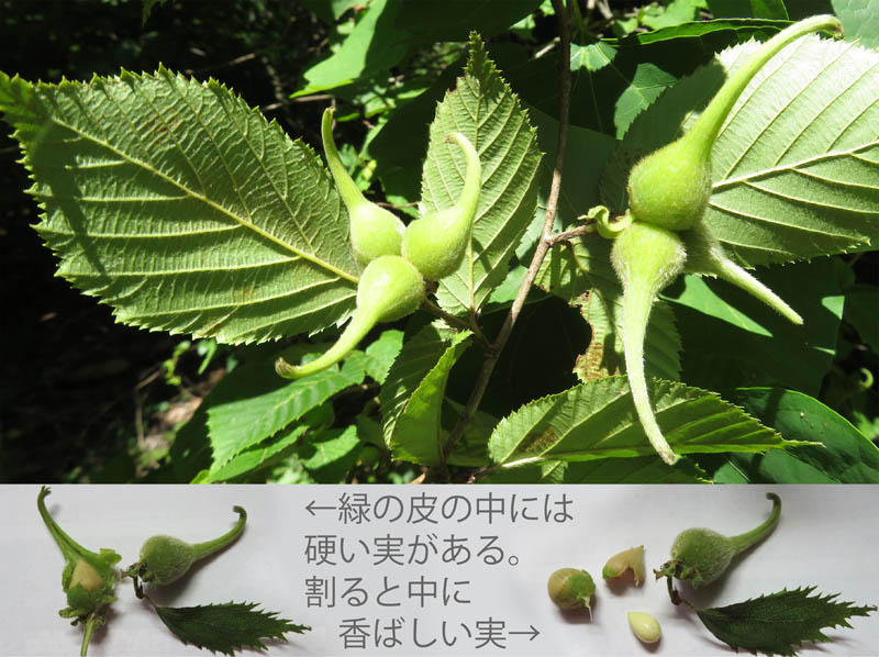 photo：ツノハシバミの実：地附山