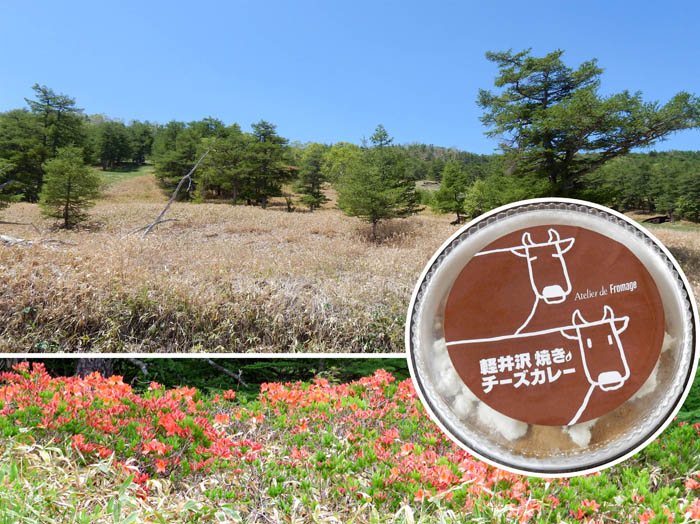 写真24お土産はチーズカレー