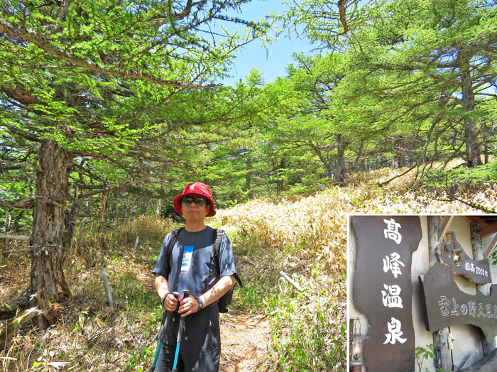 写真5高峰温泉からカラマツの自然林