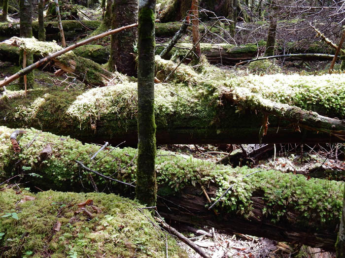 写真10苔むす倒木