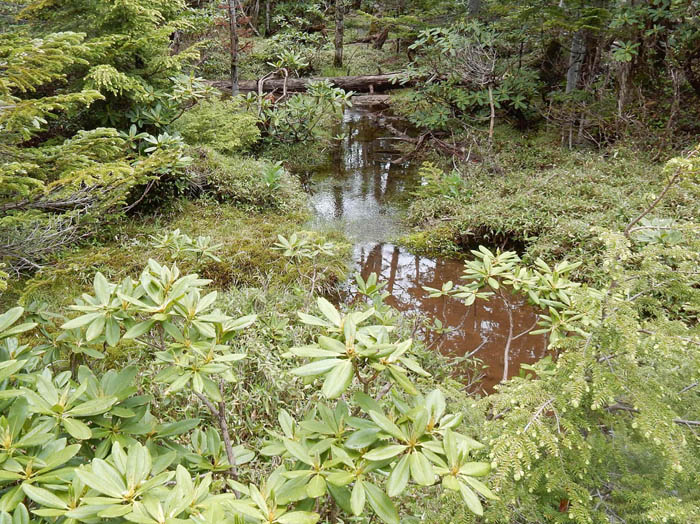 写真14白駒湿原を越えていく