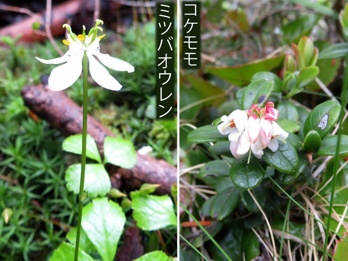 写真16ミツバオウレンとコケモモ