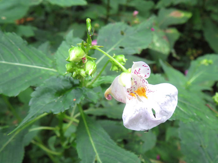 photo：ツリフネソウ白花：戸隠森林植物園