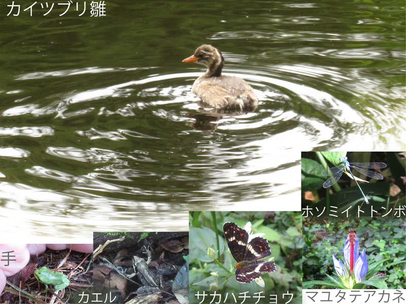 photo：いろいろな生き物に会う：戸隠森林植物園