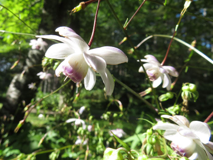 photo：レンゲショウマ：戸隠森林植物園