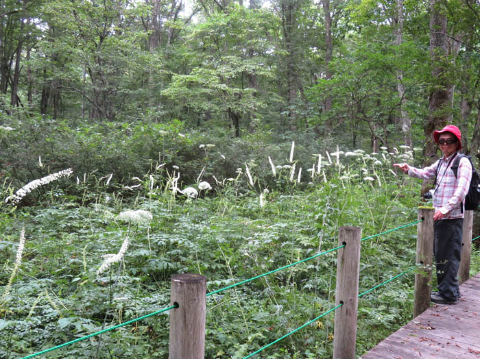 photo：サラシナショウマ：戸隠森林植物園
