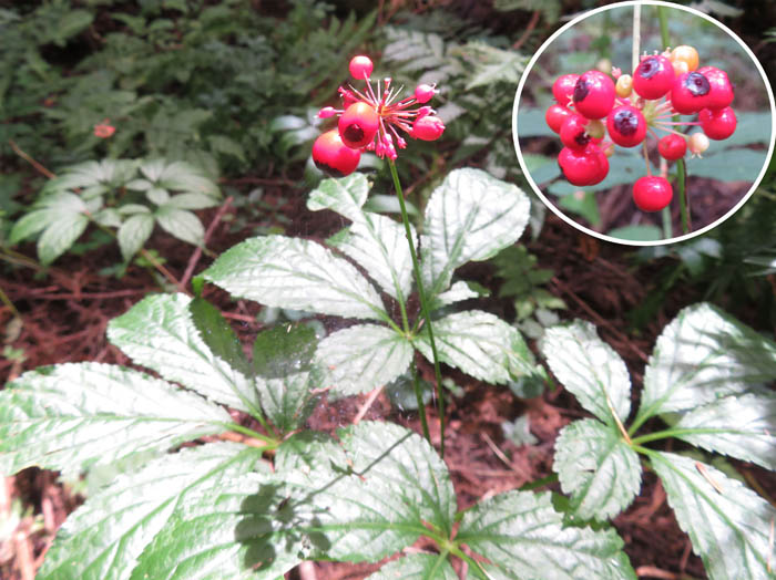 photo：トチバニンジン実：戸隠森林植物園