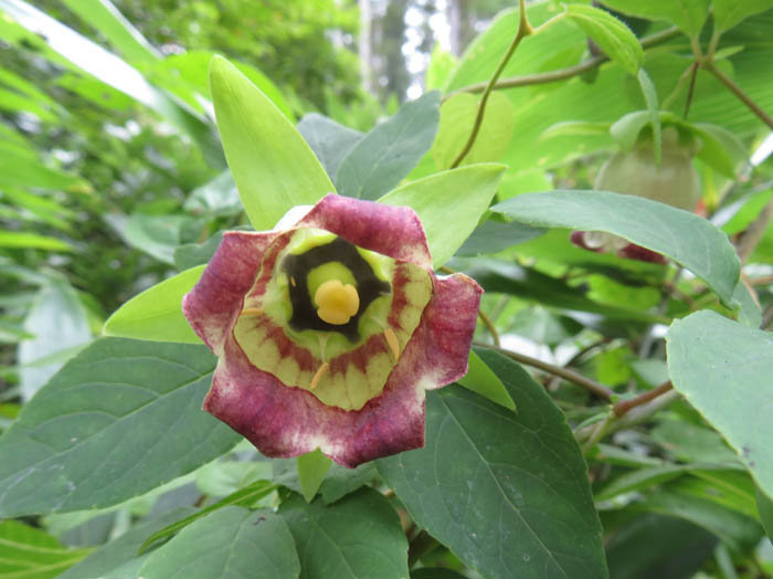 photo：ツルニンジン：戸隠森林植物園