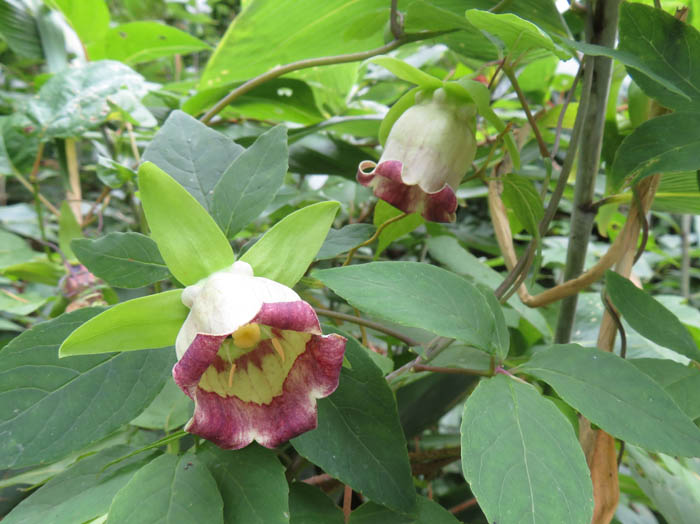 photo：ツルニンジン：戸隠森林植物園
