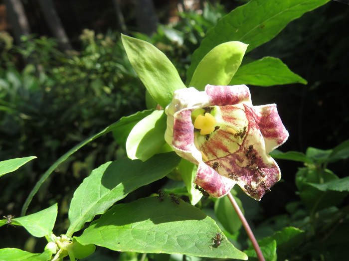 photo：ツルニンジンに蟻：戸隠森林植物園