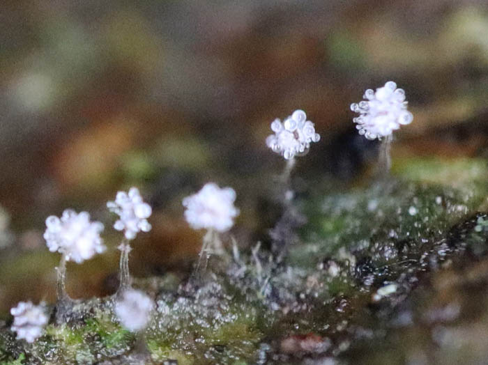 photo：不明生物：戸隠森林植物園