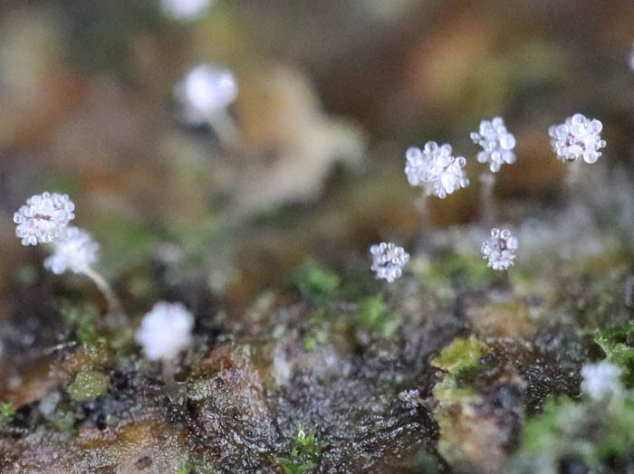 photo：不明生物：戸隠森林植物園