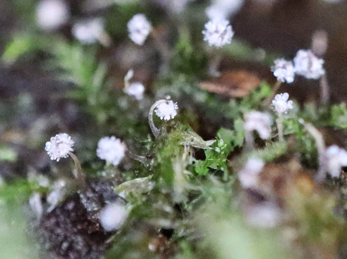 photo：不明生物：戸隠森林植物園
