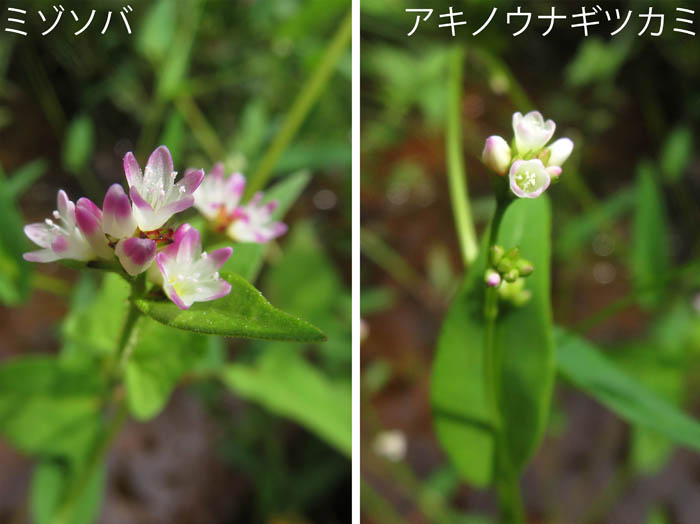 photo：ミゾソバ,アキノウナギツカミ：戸隠鏡池