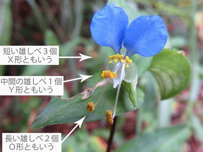 photo：ツユクサの雄しべ：地附山