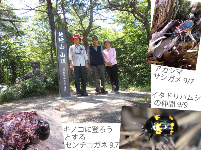 photo：アカシマサシガメ,イタドリハムシ,センチコガネ：地附山山頂