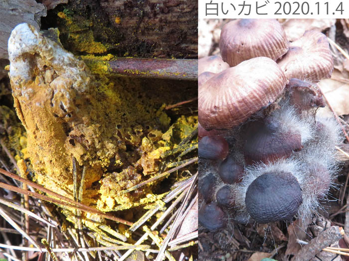 photo：黄色いカビに覆われたキノコ：地附山