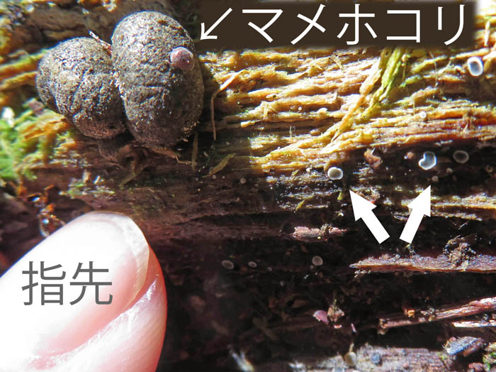 photo：マメホコリと小さなキノコ：地附山