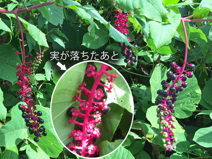 photo：ヨウシュヤマゴボウの実：皆神山