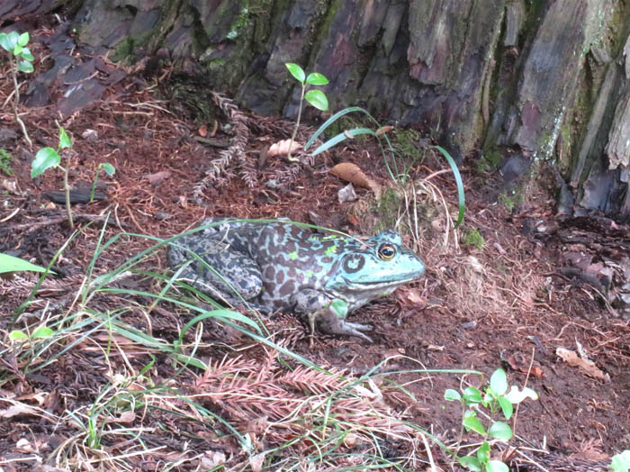 photo：トウキョウダルマガエルか：皆神山