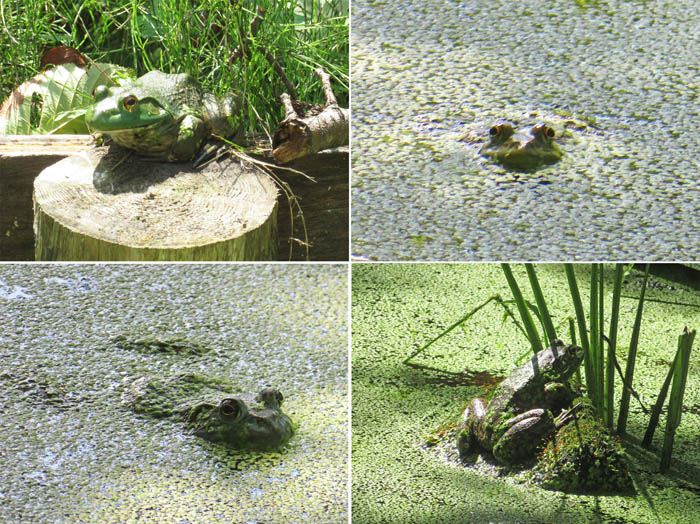photo：ユーモラスなカエル：皆神山