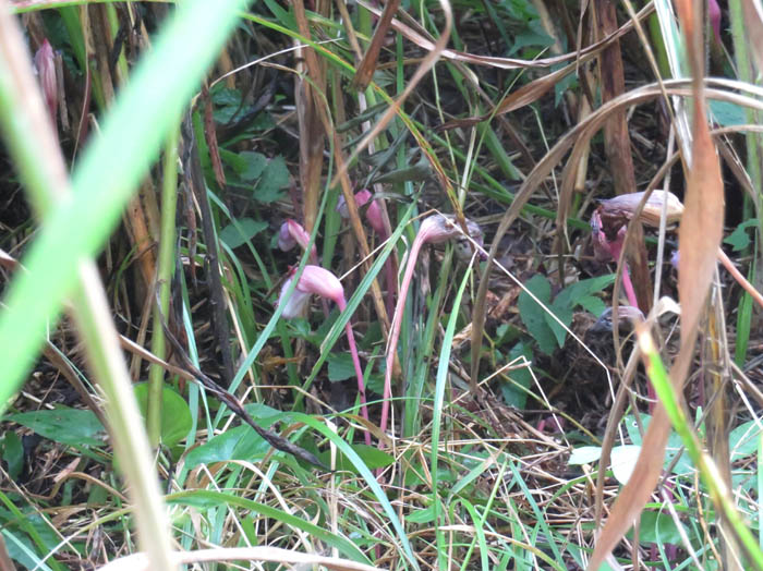 ナンバンギセル：森林公園