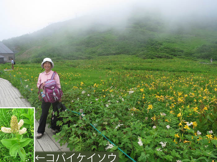 photo1鎌池湿原のニッコウキスゲ