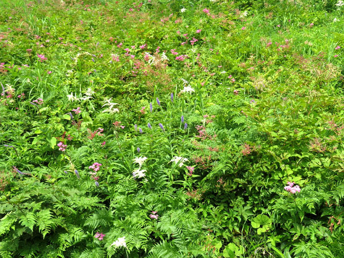 photo3リフトから見るお花畑